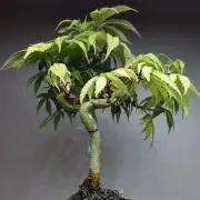 Frappe Late Z  2 / FC-E4800 / 90x60x140