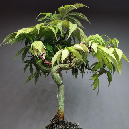 Frappe Late Z  2 / FC-E4800 / 90x60x140