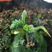 Apple Betty auto / FC-E4800 / 90x60x140