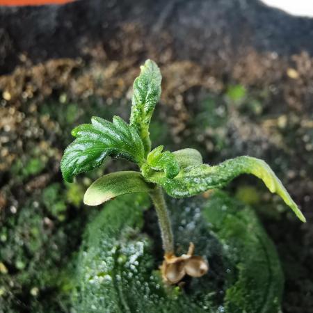 Apple Betty auto / FC-E4800 / 90x60x140