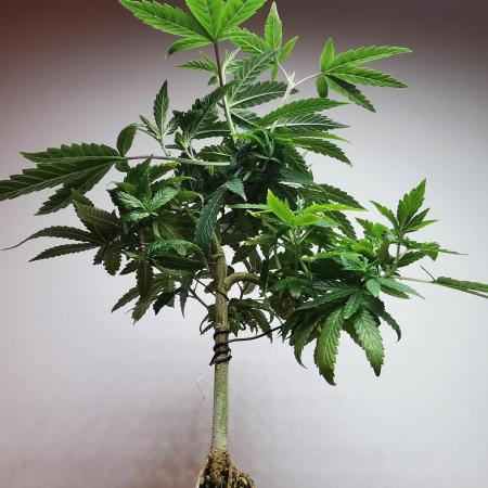 Frappe Late Z  3 / FC-E4800 /90x60x140