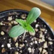 Tropical Spritzer 1 /FC-E4800 /90x60x140