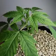 Northern Light auto/ FC-E4800/ 90x60x140