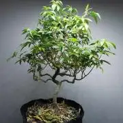 Tropical Spritzer 1 /FC-E4800 /90x60x140