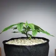 Moon Rock auto / 90x60x140 / FC-E4800