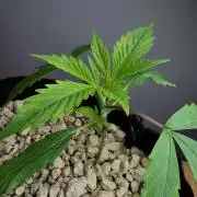 Pablo Escobar auto / FC-E4800 /90x60x140