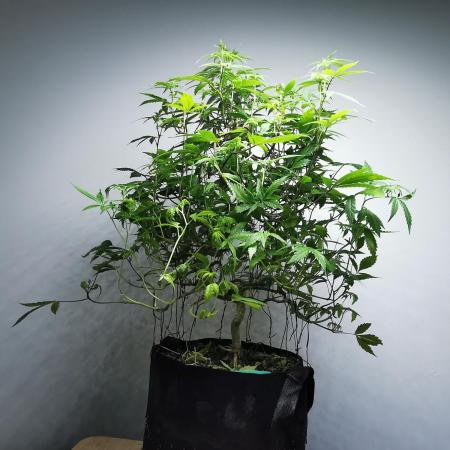 Meteor Marker 3 / FC-E4800 /90x60x140