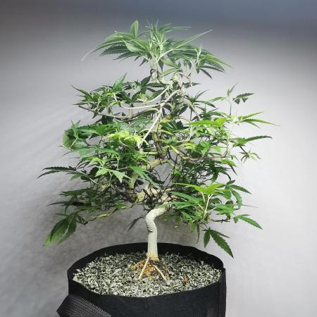 Frappe Late Z  2 / FC-E4800 / 90x60x140