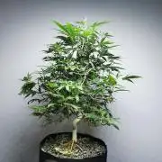 Frappe Late Z  2 / FC-E4800 / 90x60x140