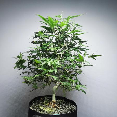 Frappe Late Z  2 / FC-E4800 / 90x60x140