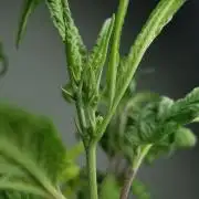 Swag MDC #5 - Out 2025 - Bonsaï style