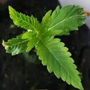 Moon Rock auto / 90x60x140 / FC-E4800