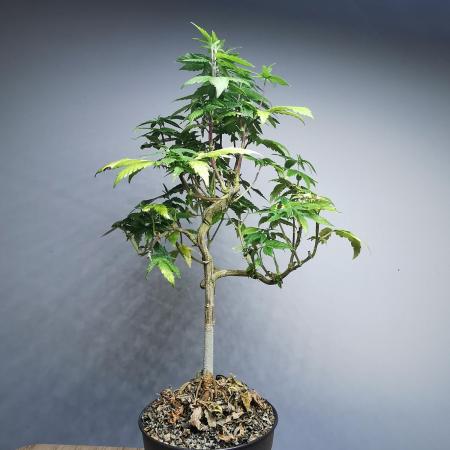 Frappe Late Z  3 / FC-E4800 /90x60x140