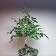 Tropical Spritzer 1 /FC-E4800 /90x60x140