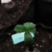 Amnesia x3 turbo / FC-E4800 / 90x60x140