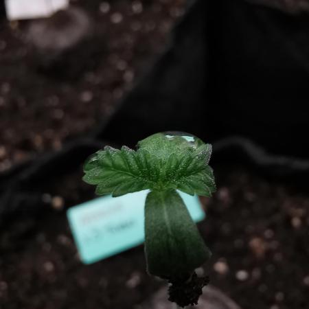 Amnesia x3 turbo / FC-E4800 / 90x60x140