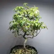 Tropical Spritzer 1 /FC-E4800 /90x60x140