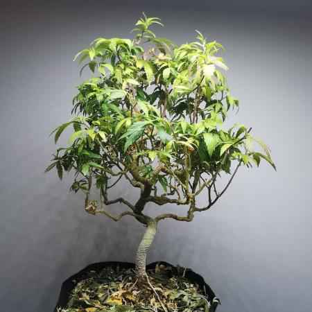 Tropical Spritzer 1 /FC-E4800 /90x60x140