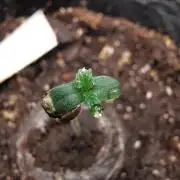 Northern Light auto/ FC-E4800/ 90x60x140