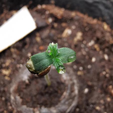 Northern Light auto/ FC-E4800/ 90x60x140