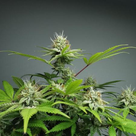 Frappe Late Z  2 / FC-E4800 / 90x60x140