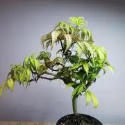 Frappe Late Z  2 / FC-E4800 / 90x60x140