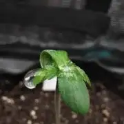 Moon Rock auto / 90x60x140 / FC-E4800