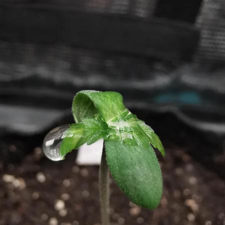 Moon Rock auto / 90x60x140 / FC-E4800