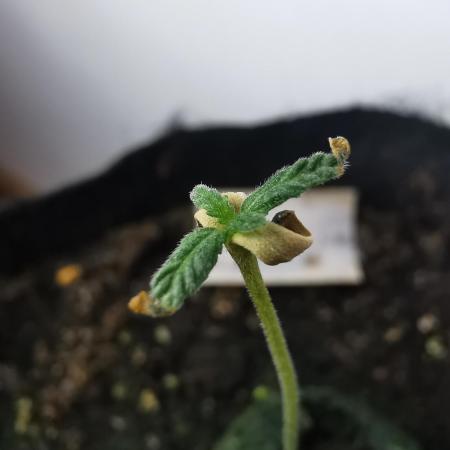 Big Demon auto / FC-E4800 / 90x60x140