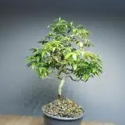 Tropical Spritzer 1 /FC-E4800 /90x60x140