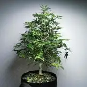 Frappe Late Z 2 / FC-E4800 / 90x60x140