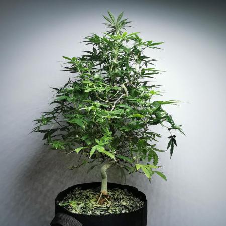 Frappe Late Z  2 / FC-E4800 / 90x60x140
