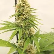 LSD od Barnys