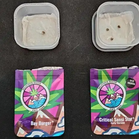 Bay Burger And Critical Sensi Star
