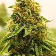 LSD od Barnys