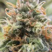 LSD od Barnys