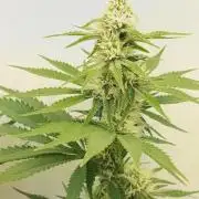LSD od Barnys
