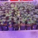 Tiger Stripe Genetic Clones 