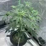 Plant Forge trial run