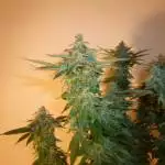 Girl Scout Cookies