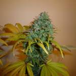 Lemon AK Auto