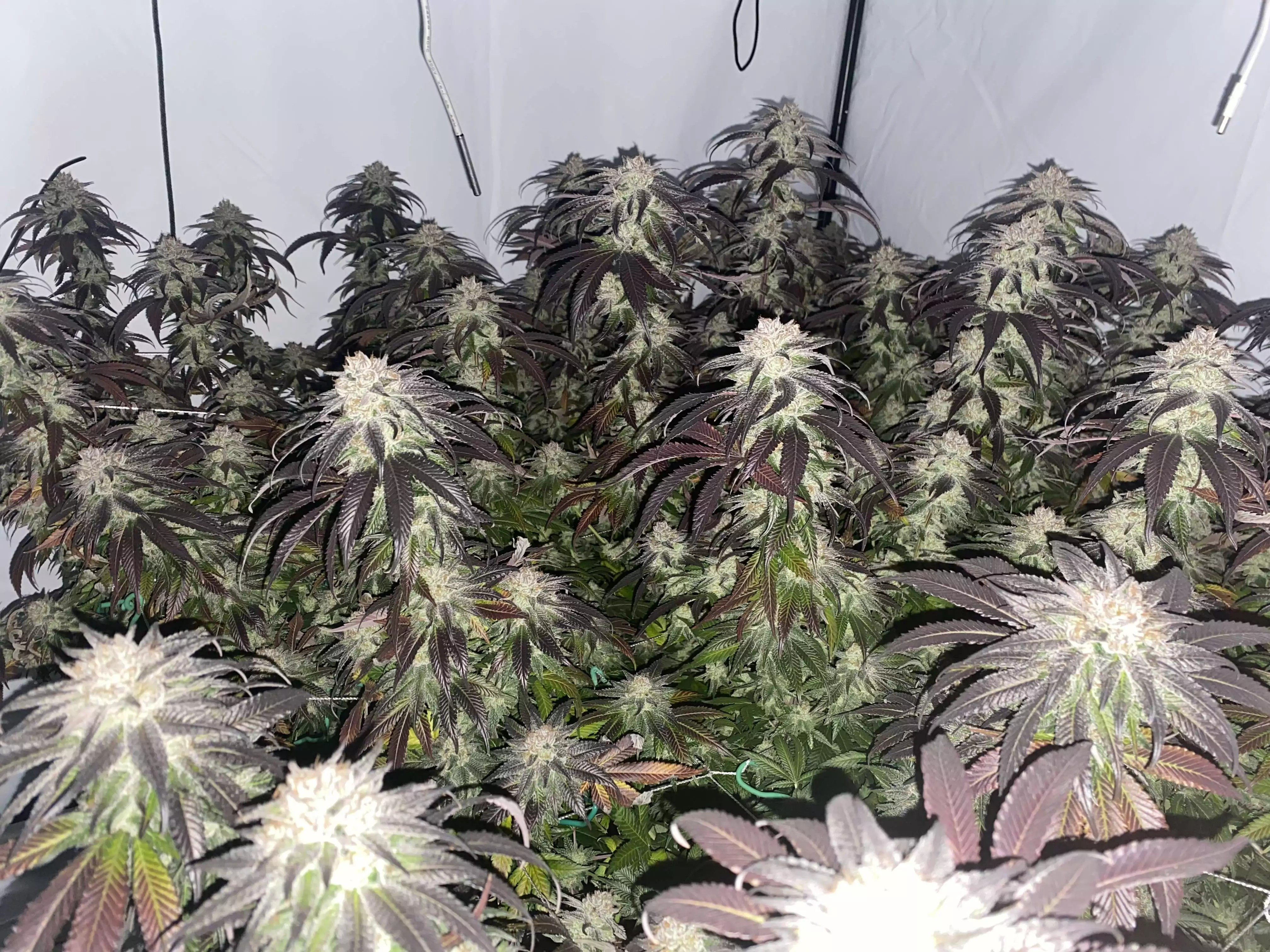 c519865b56e12a219aed0b9341f0ba