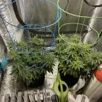 Monster Bruce Banner