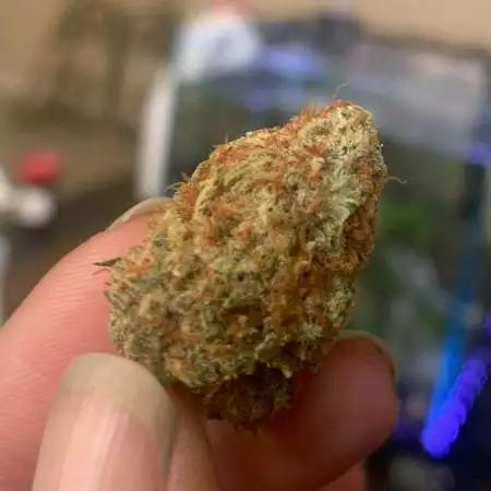 Northern Lights ILGM Skywalker OG 