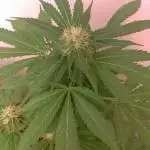 Orange sherbert extérieure pot 60 L.