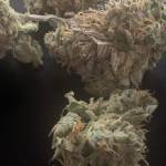 Wedding Cake Fem