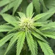 Liberty Haze Indoor