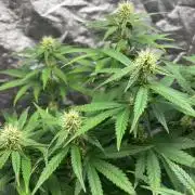 Liberty Haze Indoor