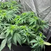 Liberty Haze Indoor