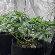 Liberty Haze Indoor